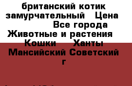 британский котик замурчательный › Цена ­ 12 000 - Все города Животные и растения » Кошки   . Ханты-Мансийский,Советский г.